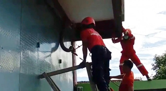 "Petugas pemadam kebakaran kota baubau saat menangkap seekor ular piton